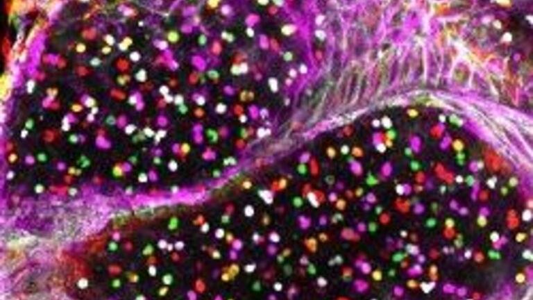 Developmental Biology Image Teaser